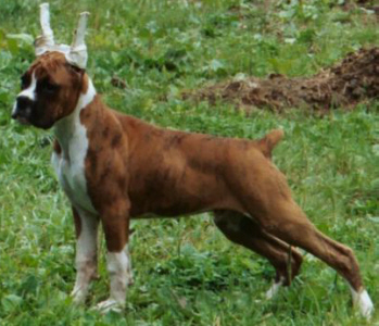 Hunter 14 weeks