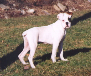 Duke